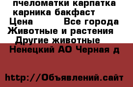 пчеломатки карпатка карника бакфаст F-1 › Цена ­ 800 - Все города Животные и растения » Другие животные   . Ненецкий АО,Черная д.